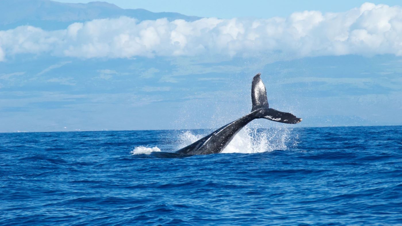 blue whale_abigail-lynn-9JrBiphz0e0-unsplash